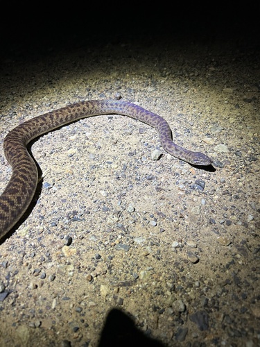 Spotted Python sighting