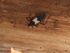 Microtomus cinctipes