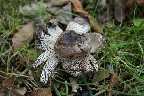 Astraeus hygrometricus