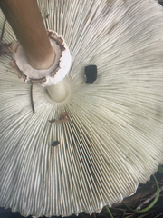Chlorophyllum molybdites image