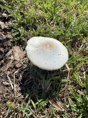 Chlorophyllum molybdites image