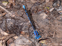 Argia funebris