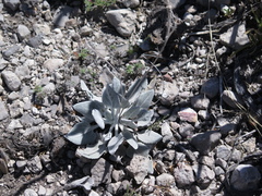 Parthenium rollinsianum