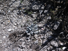 Parthenium rollinsianum
