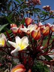 Plumeria
