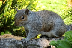 Sciurus carolinensis