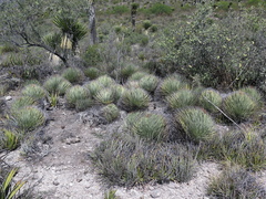 Agave striata striata