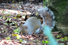 Sciurus carolinensis