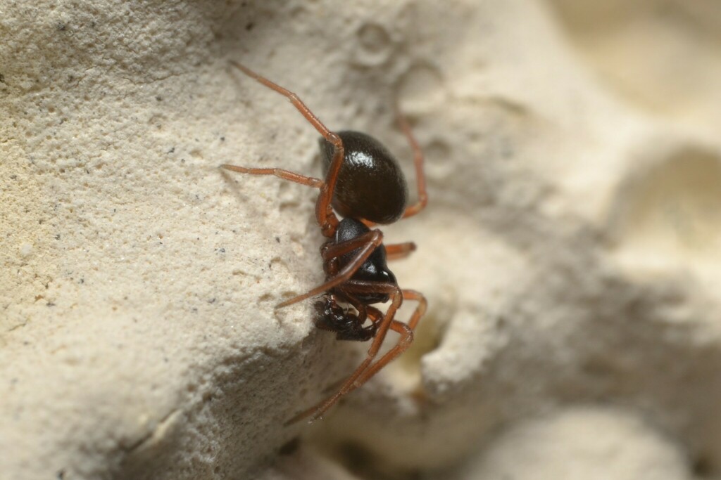 Cnephalocotes obscurus