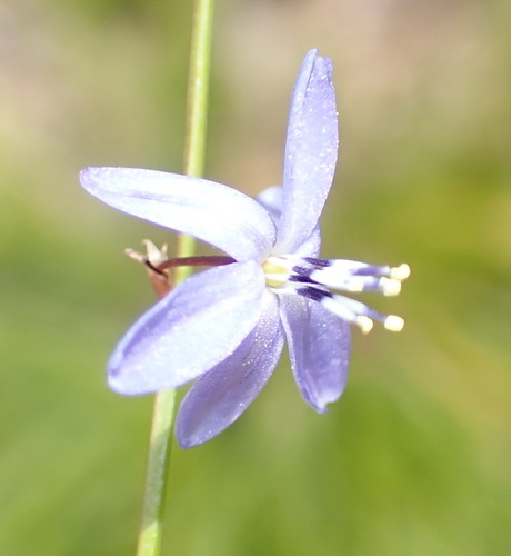 Image of Caesia contorta by (c) Nicola van Berkel, some rights reserved (CC BY-SA)