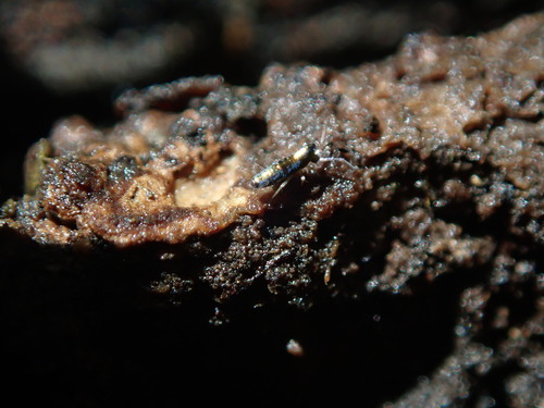 Lepidocyrtus paradoxus