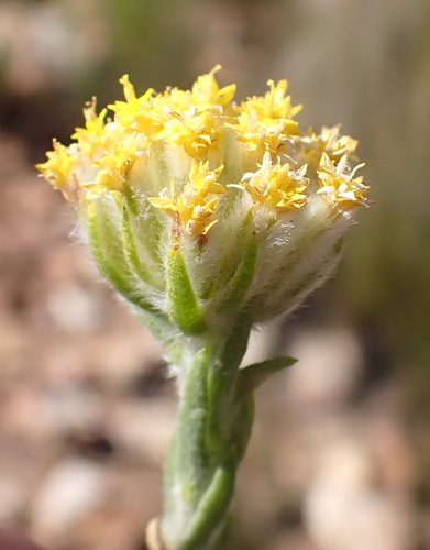 Image of Hymenolepis gnidioides by (c) Nicola van Berkel, some rights reserved (CC BY-SA)
