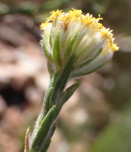 Image of Hymenolepis gnidioides by (c) Nicola van Berkel, some rights reserved (CC BY-SA)