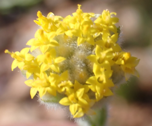 Lanky Coulterbush (Hymenolepis gnidioides)