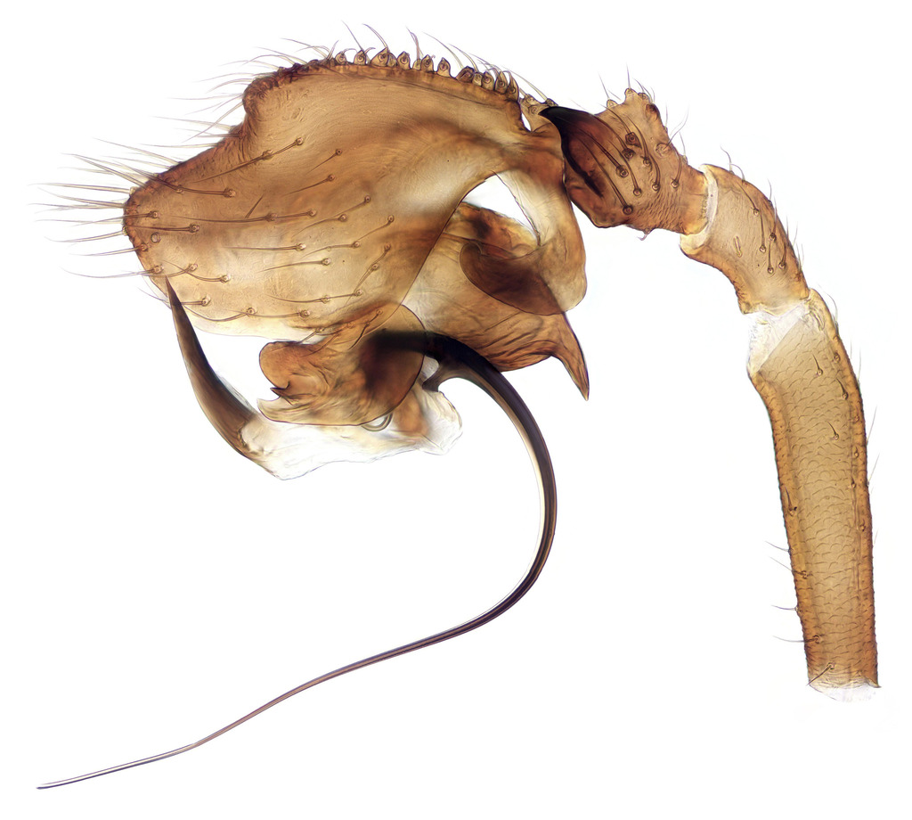 Cnephalocotes obscurus