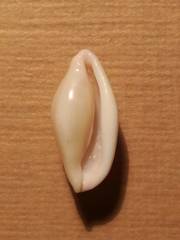Simnia spelta