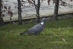 Columba palumbus