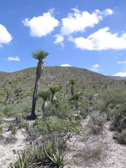 Yucca potosina