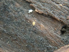 Sminthurinus henshawi