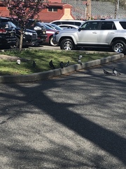 Columba livia