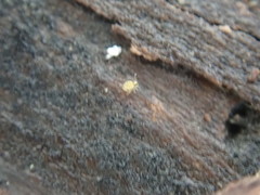 Sminthurinus henshawi