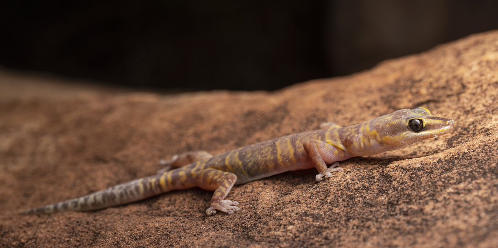 Gracile Velvet Gecko