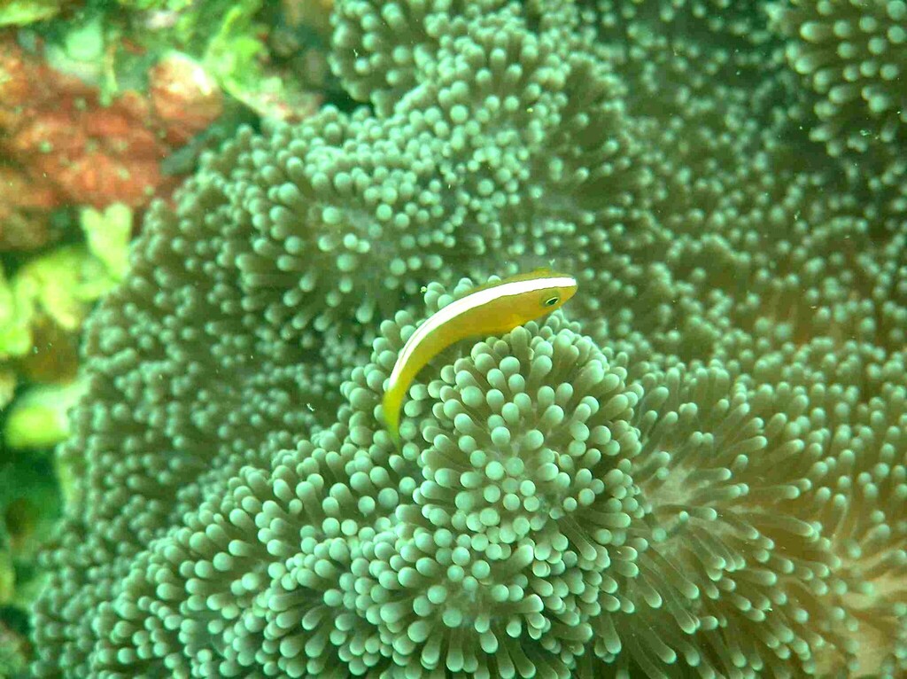 Eastern Skunk Anemonefish