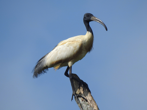 Ibis à tête noire