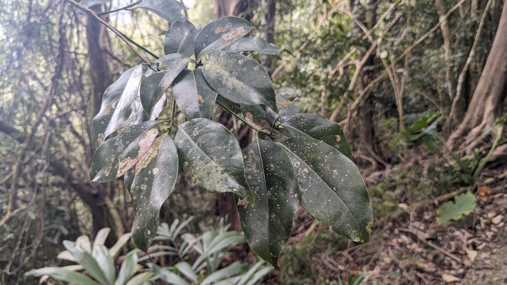 Beilschmiedia erythrophloia; photograph (c) Cheng-Te Hsu, some rights reserved (CC BY)
