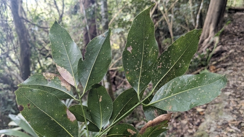 Beilschmiedia erythrophloia, photograph 6