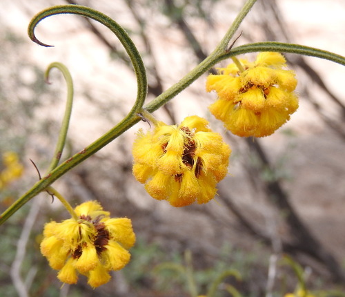 Large-fruited Tammin Wattle (Acacia ataxiphylla)
