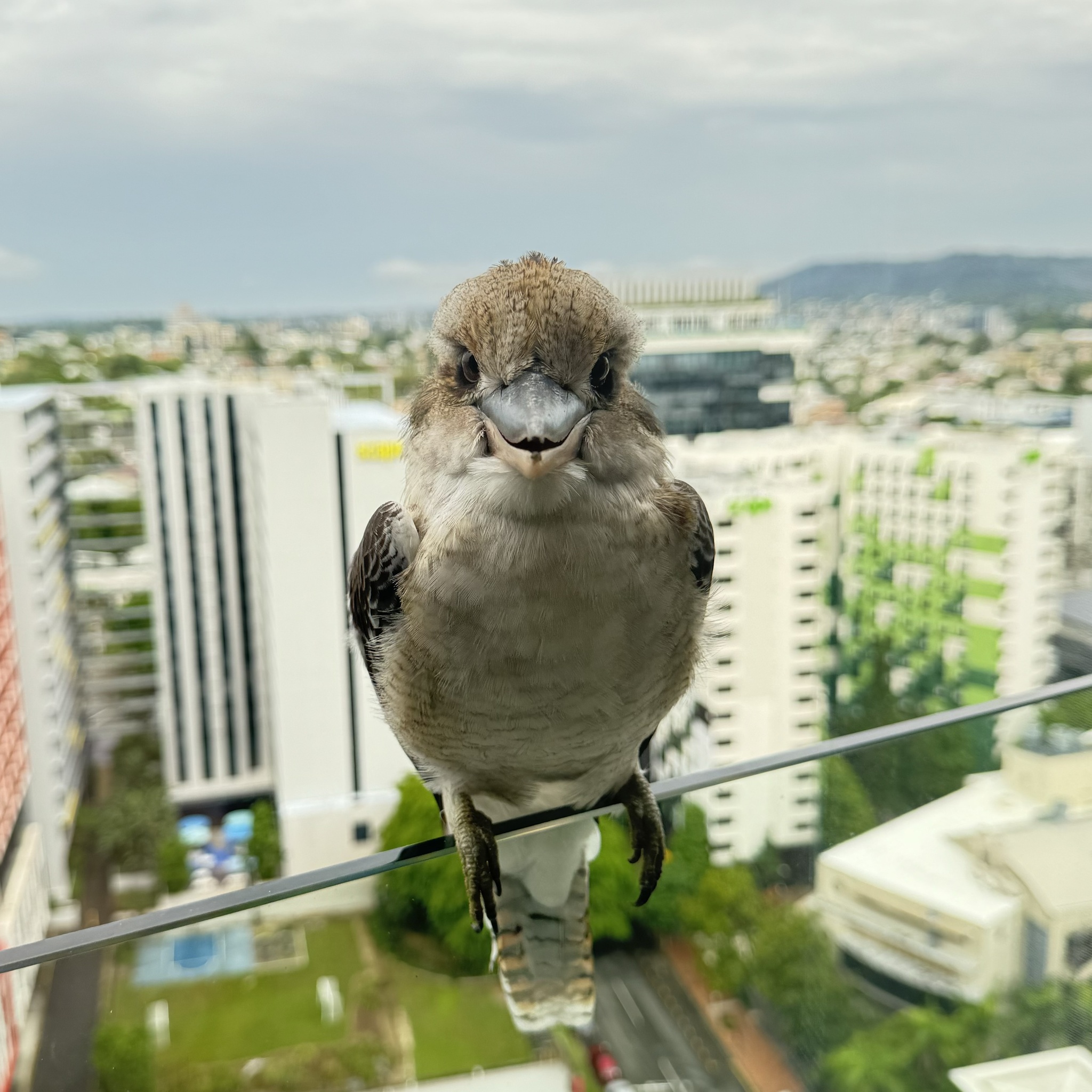 Laughing Kookaburra illustration