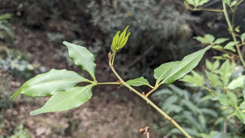 Image of Zanthoxylum asiaticum by (c) Cheng-Te Hsu, some rights reserved (CC BY)