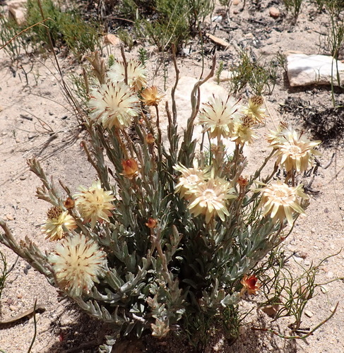 Karoo Sewejaartjie (Syncarpha virgata)