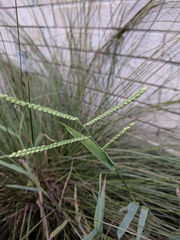 Paspalum pubiflorum