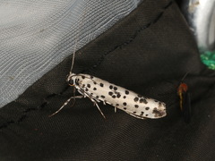 Yponomeuta pustulellus