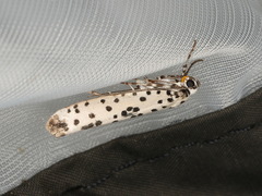 Yponomeuta pustulellus