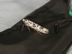 Yponomeuta pustulellus