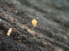 Sminthurinus henshawi