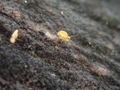 Sminthurinus henshawi