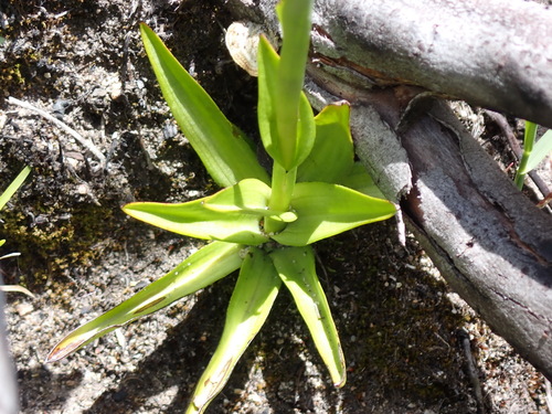 Image of Disa racemosa by (c) Nicola van Berkel, some rights reserved (CC BY-SA)
