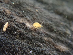 Sminthurinus henshawi