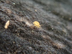 Sminthurinus henshawi