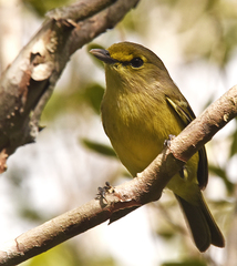 Vireo crassirostris