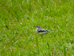 Motacilla clara
