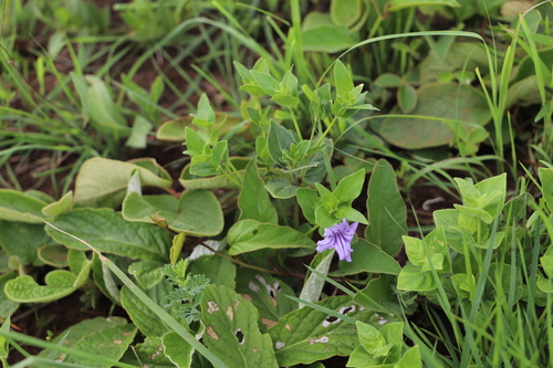 Image of Ruellia cordata by (c) Suvarna Parbhoo Mohan, some rights reserved (CC BY-SA)
