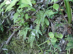 Adiantum fulvum
