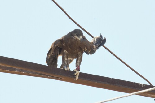 Aigle des steppes