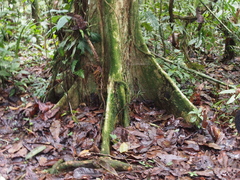 Pterocarpus