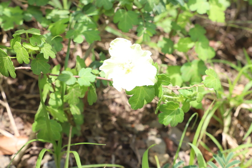 Coastal Swampmallow (Pavonia dregei)